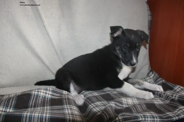 Pies do adopcji, Nowy Dwór Mazowiecki, 24 czerwca 2025 (3/3)