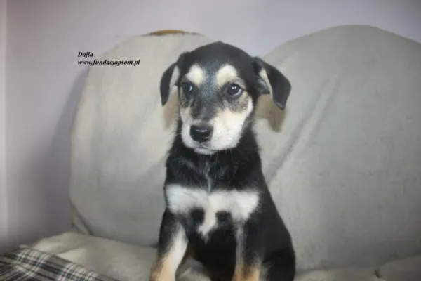 Pies do adopcji, Nowy Dwór Mazowiecki, 24 czerwca 2025 (1/3)