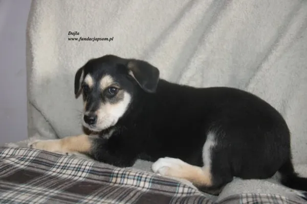 Pies do adopcji, Nowy Dwór Mazowiecki, 24 czerwca 2025 (2/3)