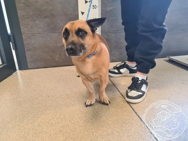 Pies do adopcji, Chełmek, 8 czerwca 2025