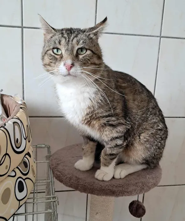 Kot do adopcji, Olsztyn, 30 maja 2025