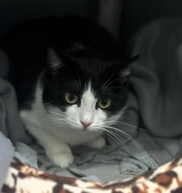 Kot do adopcji, Olsztyn, 26 maja 2025 (1/2)