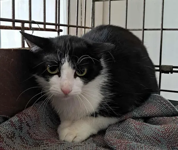 Kot do adopcji, Olsztyn, 26 maja 2025 (2/2)