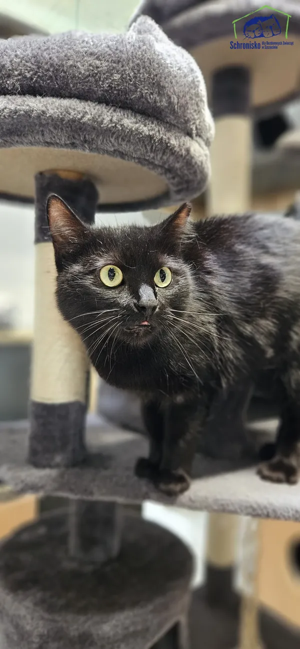Znaleziono kota, Szczecin, 23 czerwca 2025 (1/3)