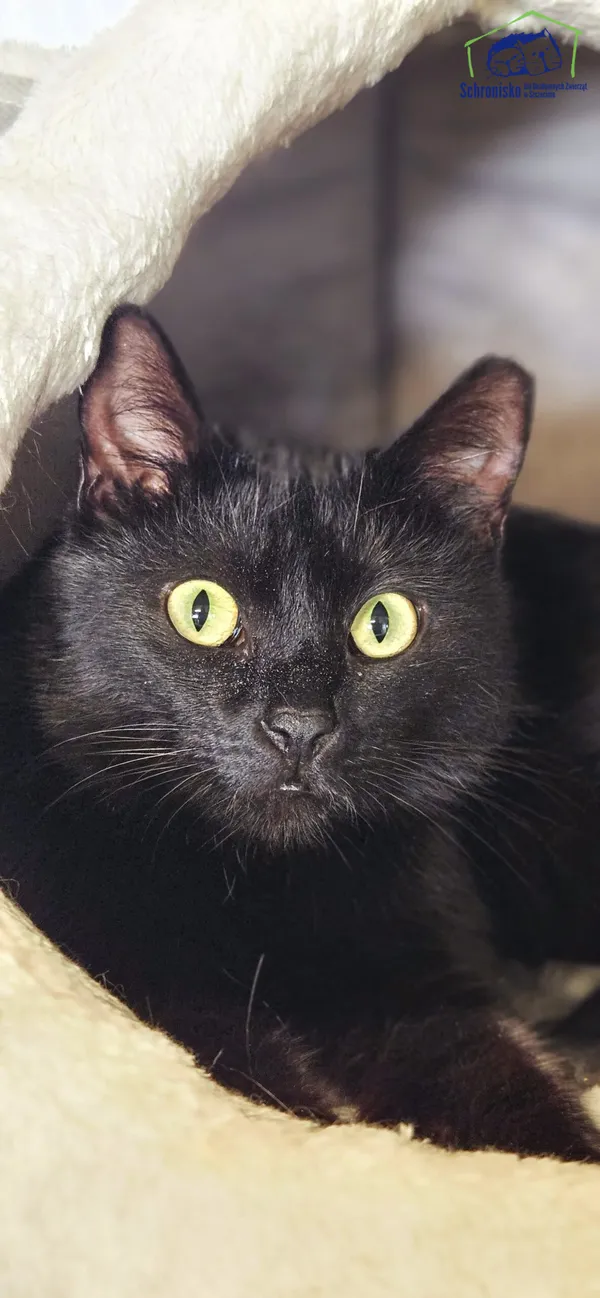 Znaleziono kota, Szczecin, 23 czerwca 2025 (2/3)