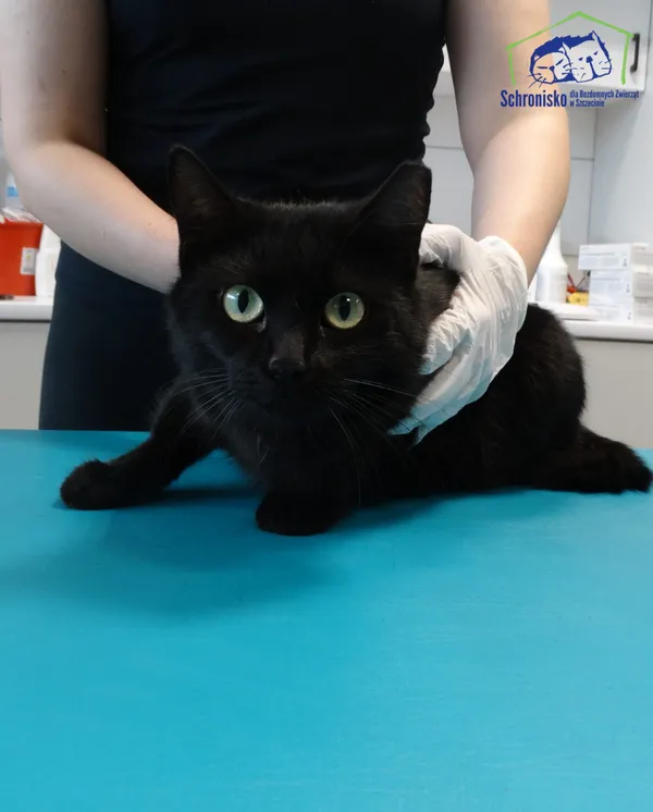 Znaleziono kota, Szczecin, 23 czerwca 2025 (3/3)