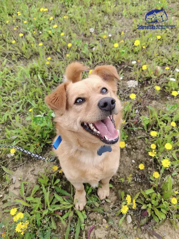 Znaleziono psa, Szczecin, 23 czerwca 2025 (1/4)