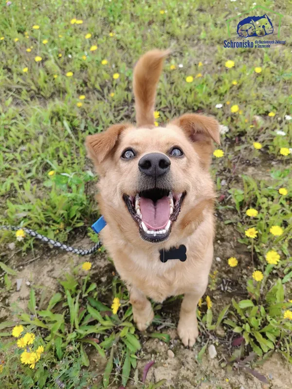 Znaleziono psa, Szczecin, 23 czerwca 2025 (2/4)