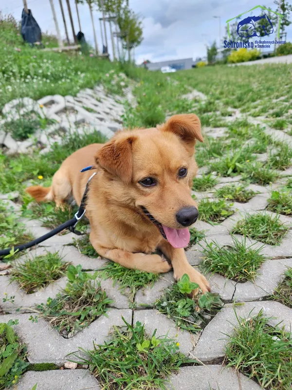 Znaleziono psa, Szczecin, 23 czerwca 2025 (3/4)