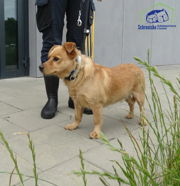 Znaleziono psa, Szczecin, 23 czerwca 2025 (4/4)