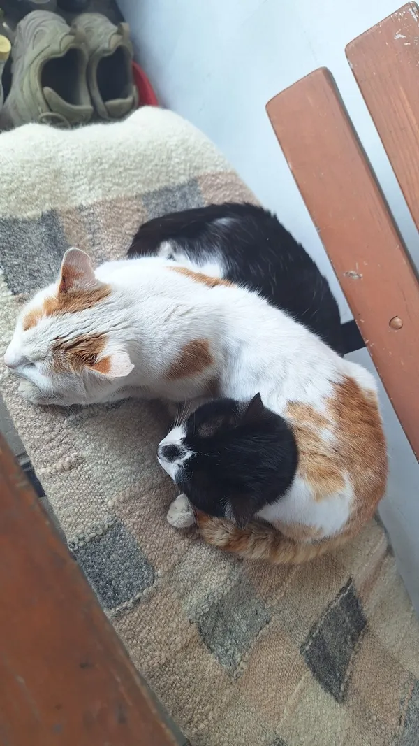 Zaginął kot, Korytnica, 24 czerwca 2025 (1/6)