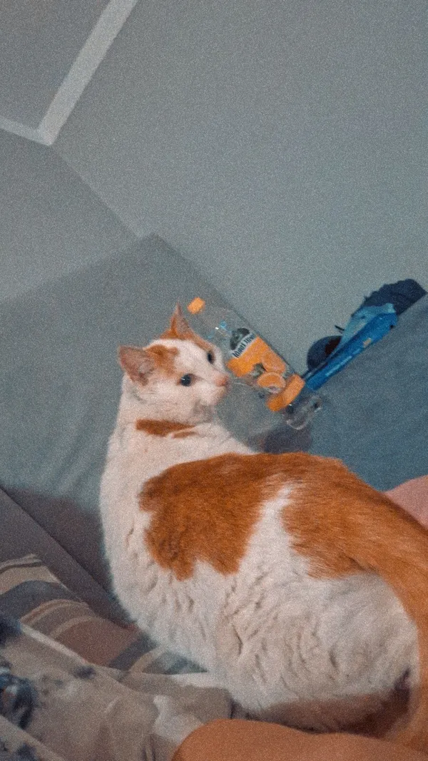 Zaginął kot, Korytnica, 24 czerwca 2025 (2/6)