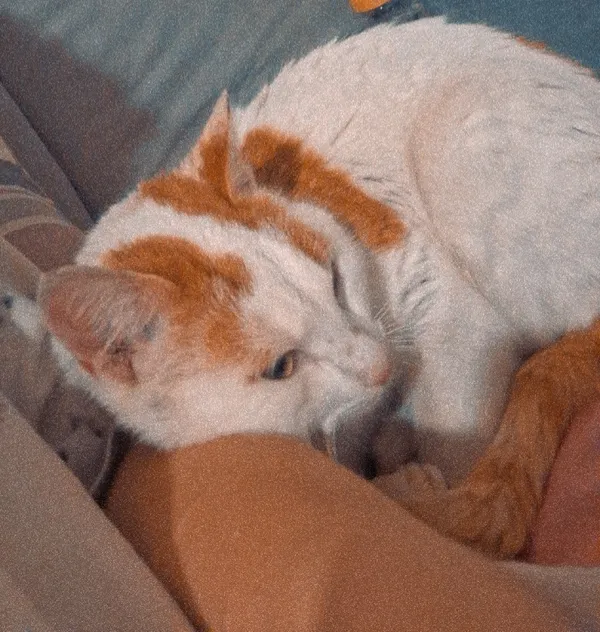 Zaginął kot, Korytnica, 24 czerwca 2025 (3/6)