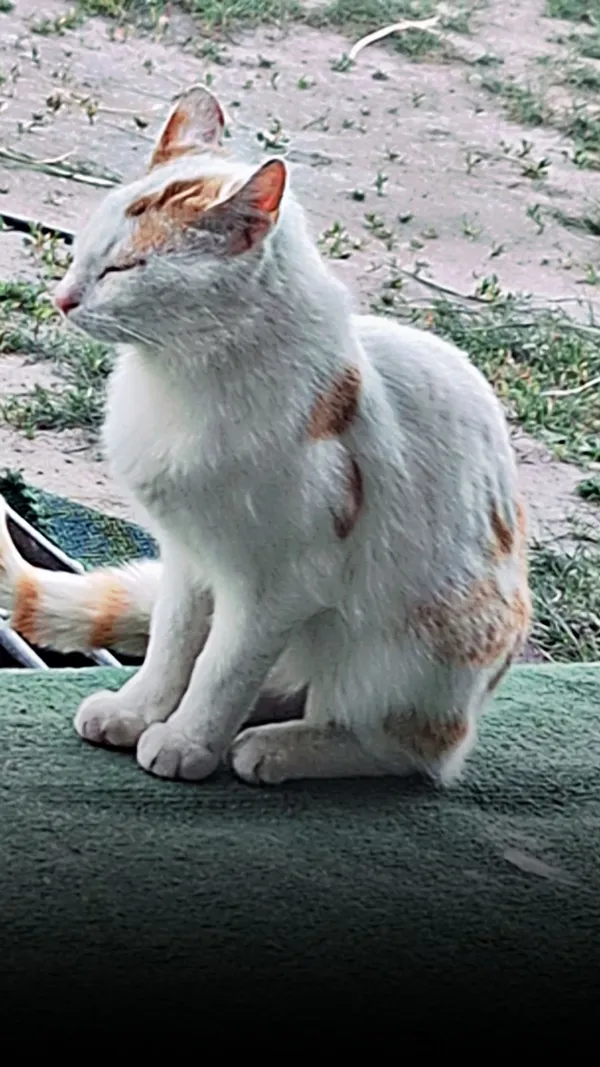 Zaginął kot, Korytnica, 24 czerwca 2025 (5/6)