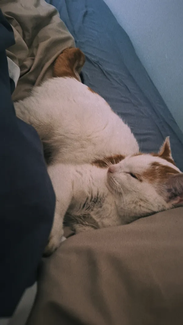 Zaginął kot, Korytnica, 24 czerwca 2025 (6/6)