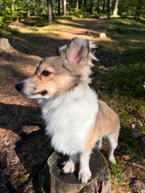 Zaginął pies, Gdańsk, Niedźwiednik, 25 czerwca 2025 (4/4)