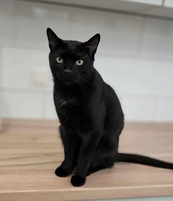 Kot do adopcji, Olsztyn, 4 czerwca 2025 (1/5)