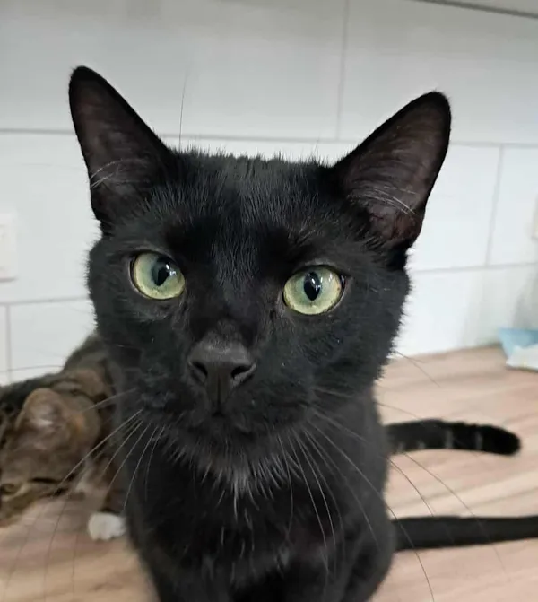 Kot do adopcji, Olsztyn, 4 czerwca 2025 (2/5)