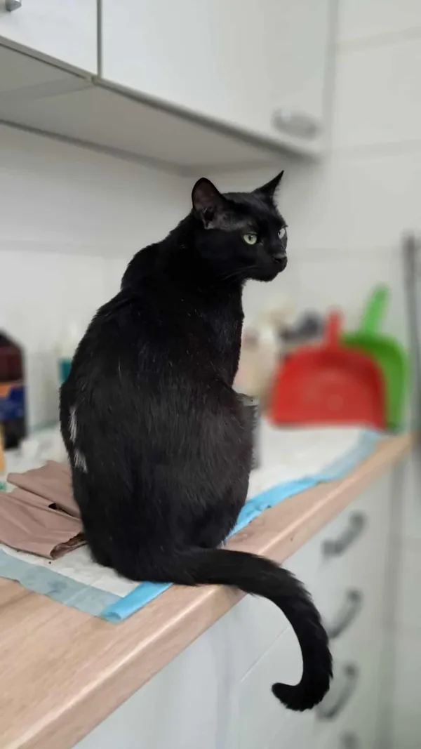 Kot do adopcji, Olsztyn, 4 czerwca 2025 (3/5)