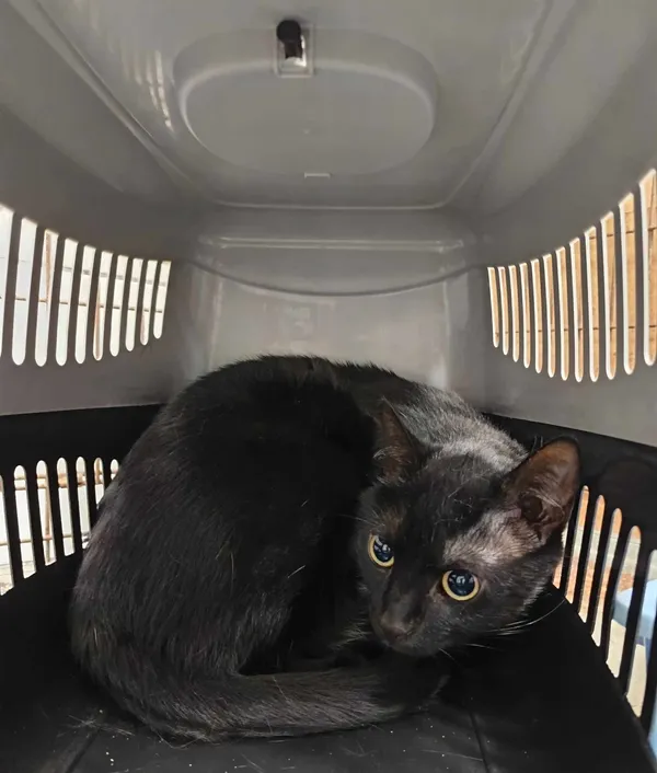 Kot do adopcji, Olsztyn, 4 czerwca 2025 (5/5)