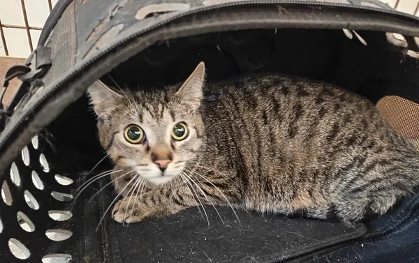 Kot do adopcji, Olsztyn, 4 czerwca 2025 (2/2)