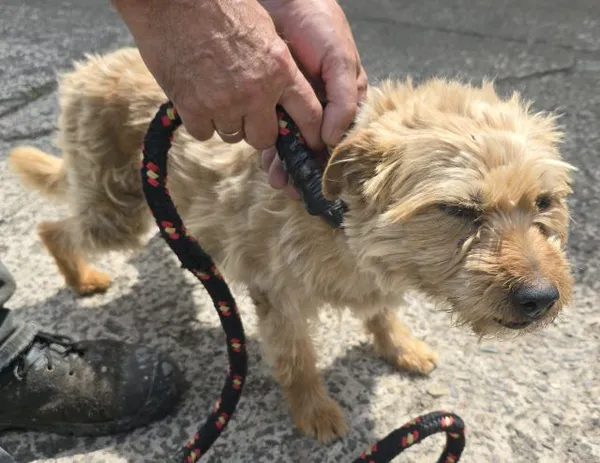 Znaleziono psa, Radom, 23 czerwca 2025