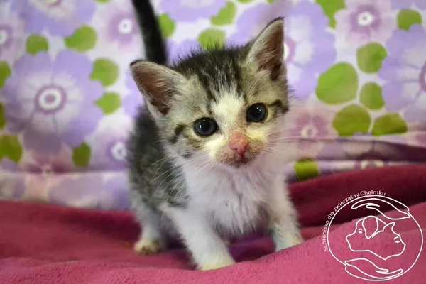 Kot do adopcji, Chełmek, 6 czerwca 2025