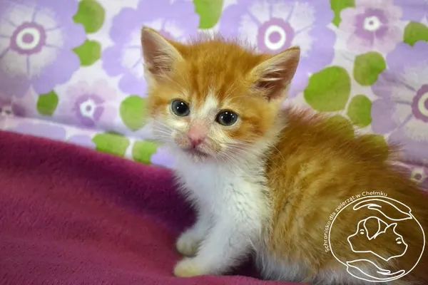 Kot do adopcji, Chełmek, 6 czerwca 2025