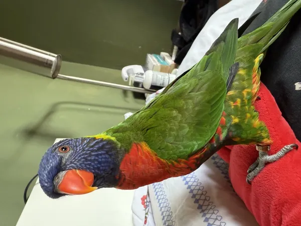 Zagineło zwierzę, Łódź, 24 czerwca 2025