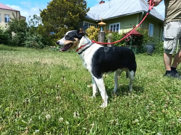 Pies do adopcji, Ropczyce, 24 czerwca 2025