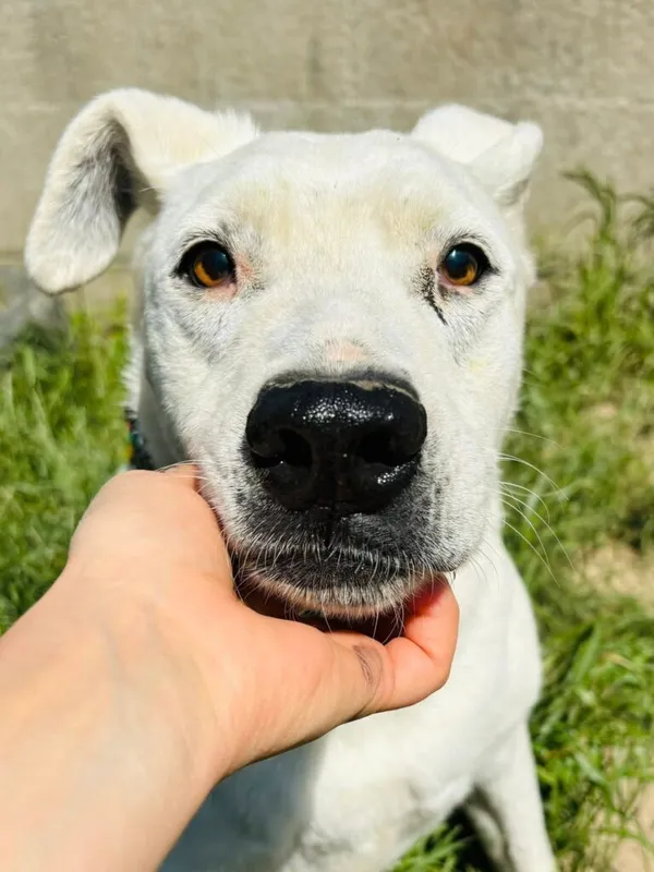 Pies do adopcji, Przyborówko, 24 czerwca 2025 (1/3)