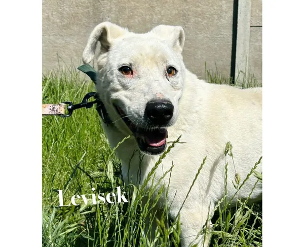 Pies do adopcji, Przyborówko, 24 czerwca 2025 (3/3)