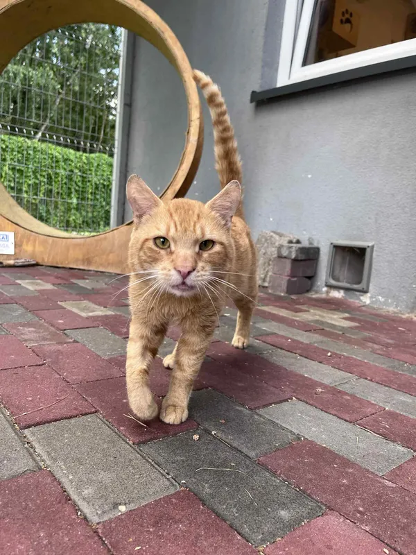 Kot do adopcji, Włocławek, 24 czerwca 2025 (5/5)