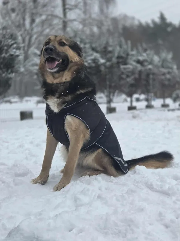 Pies do adopcji, Zgierz, 24 czerwca 2025 (1/5)