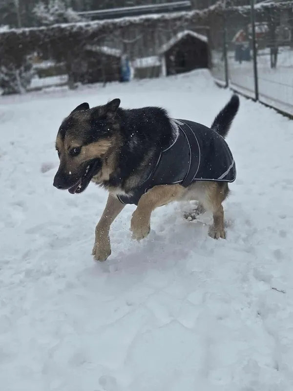 Pies do adopcji, Zgierz, 24 czerwca 2025 (5/5)