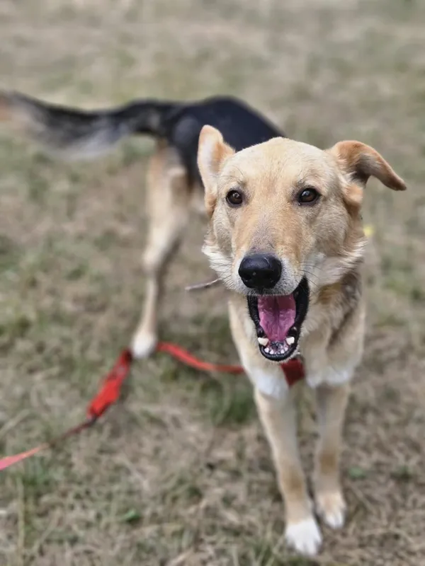 Pies do adopcji, Zgierz, 24 czerwca 2025 (1/5)