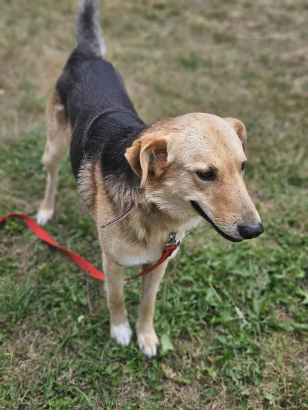 Pies do adopcji, Zgierz, 24 czerwca 2025 (2/5)