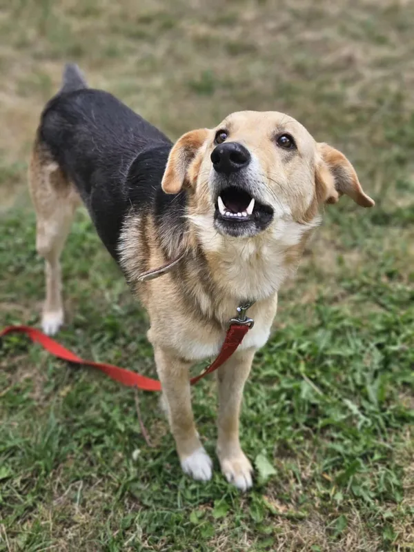 Pies do adopcji, Zgierz, 24 czerwca 2025 (5/5)