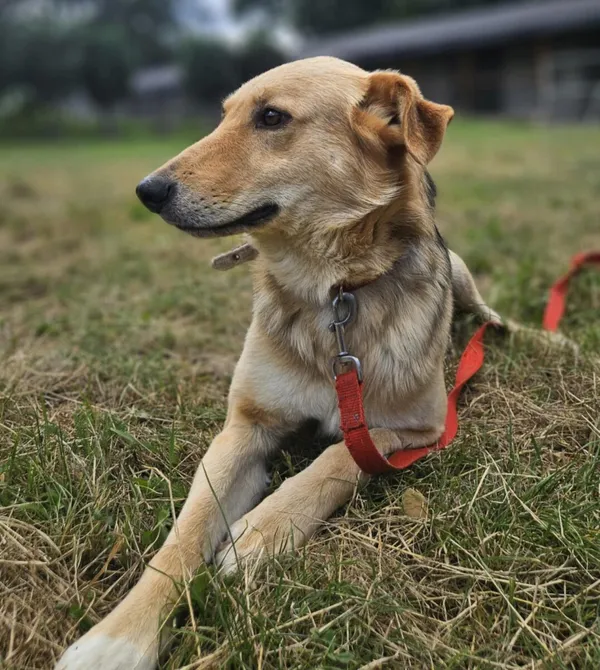 Pies do adopcji, Zgierz, 24 czerwca 2025 (2/5)