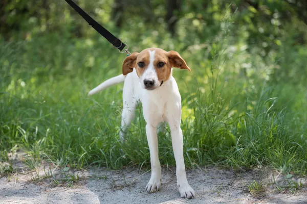 Pies do adopcji, Nowodwór, 24 czerwca 2025 (1/5)