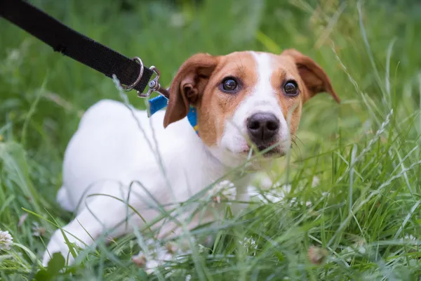 Pies do adopcji, Nowodwór, 24 czerwca 2025 (3/5)