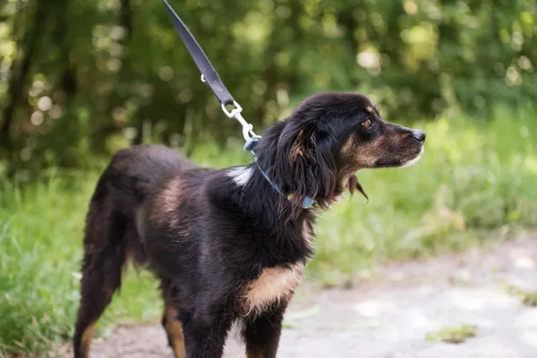 Pies do adopcji, Nowodwór, 24 czerwca 2025 (1/5)