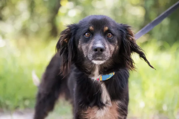 Pies do adopcji, Nowodwór, 24 czerwca 2025 (2/5)