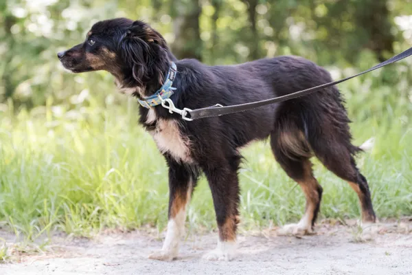 Pies do adopcji, Nowodwór, 24 czerwca 2025 (3/5)