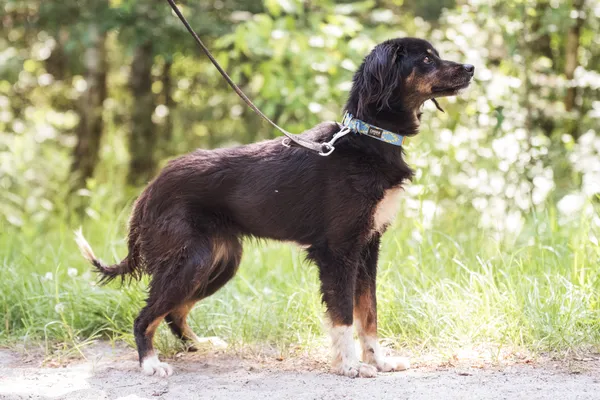 Pies do adopcji, Nowodwór, 24 czerwca 2025 (4/5)