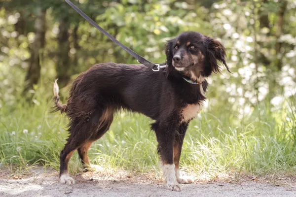 Pies do adopcji, Nowodwór, 24 czerwca 2025 (5/5)