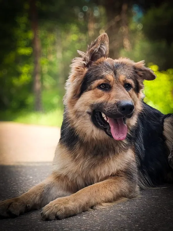 Pies do adopcji, Nowodwór, 24 czerwca 2025 (2/5)