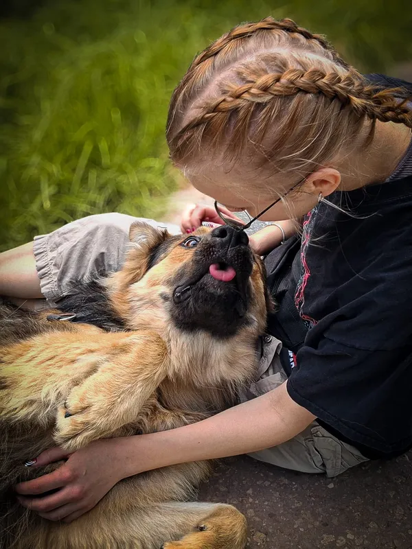 Pies do adopcji, Nowodwór, 24 czerwca 2025 (4/5)