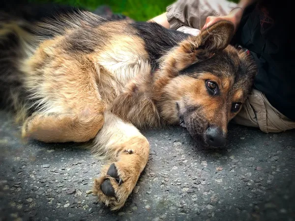 Pies do adopcji, Nowodwór, 24 czerwca 2025 (5/5)