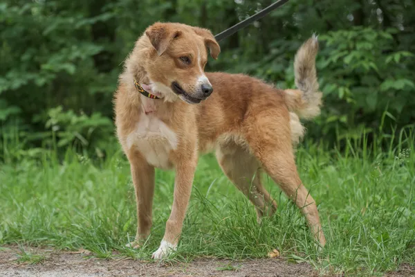 Pies do adopcji, Nowodwór, 24 czerwca 2025 (3/5)